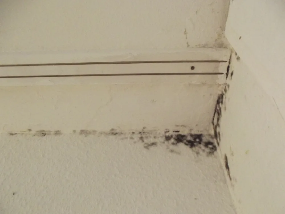 Technician in protective gear removing a mold-damaged wall in an East Alton home